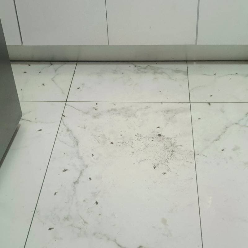 Fumigación para apartamentos contras cucarachas y chiripas todo el apartamento, según el metraje y ubicación